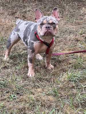Bulldogge Hündin mit Zuchtpapiere