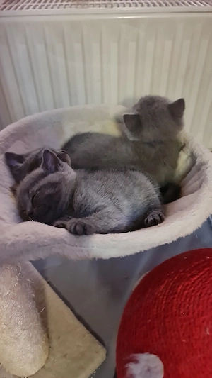 Süße BKH Kitten  Bild 4