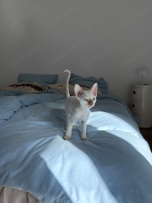 Unsere kleine Devon Rex baby Girl Katze sucht ihre Familie