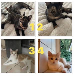 Baby katzen  Bild 2