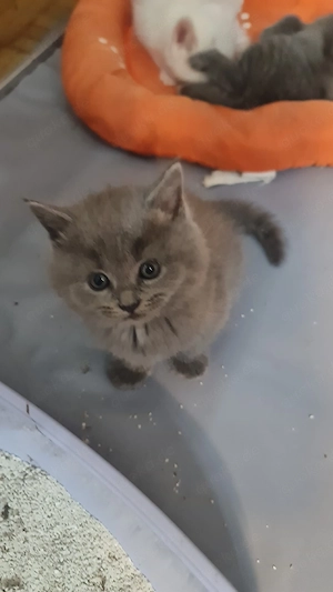 Süße BKH Kitten  Bild 7