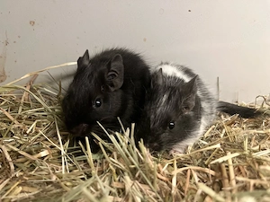 Degus, Degu suchen neuen Körnergeber  Bild 2