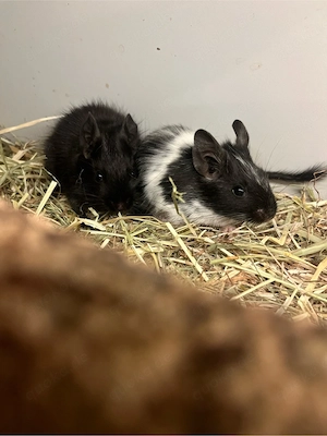 Degus, Degu suchen neuen Körnergeber  Bild 3