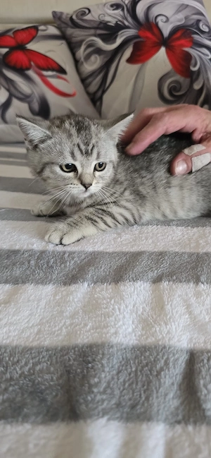 Süße BKH Kitten  Bild 8