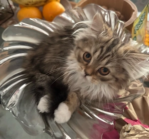 Zuckersüßes BKH-Perser-Mix Katzenmädchen Kira (geb. 3. Mai) sucht ein liebevolles Zuhause!