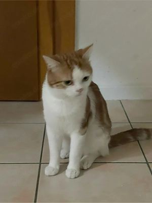 junge katter 