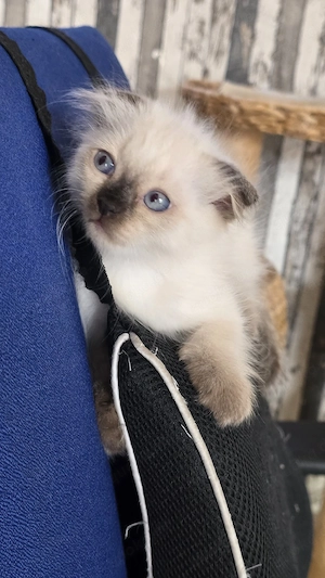 Siam Katze kitten