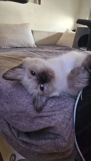    Süße Siam-Kitten-katzen suchen ein liebevolles Zuhause   