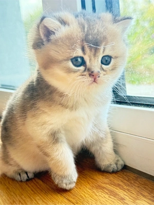BKH  Kitten Golden shaded & weiß  