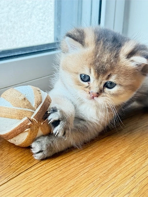 BKH  Kitten Golden shaded & weiß  