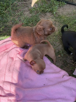 chihuahua welpen suchen zuhause 1 noch frei  Bild 3