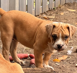 XL Bully Welpe Caju sucht noch seine Herzensmenschen