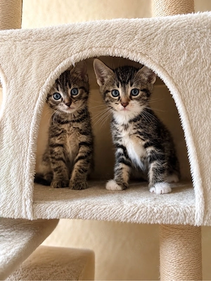 2 kleine Katzen suchen noch ein tolles Zuhause 