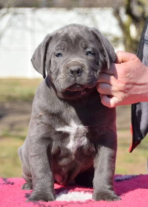 Cane Corso Welpen reinrassig mit VDH Ahnentafel