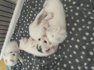 Katzen kitten weis