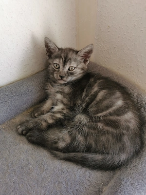 12 Wochen Kitten Türkisch Angora Hauskatze Mix