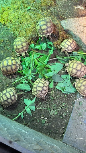 Spornschildkröten Geochelone sulcats