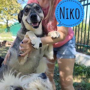 Niko, lieber, unkomplizierter, verschmuster und wunderschöner Traumhund