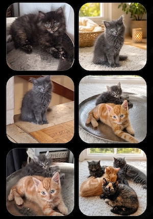 Wunderschöne Katzenkinder abzugeben      