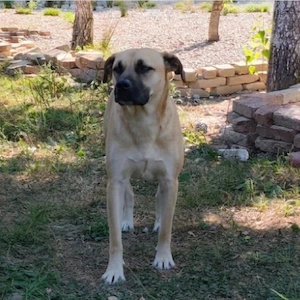 Murphy, gutmütiger, freundlicher, liebevoller und wunderhübscher Traumhund Bild 7