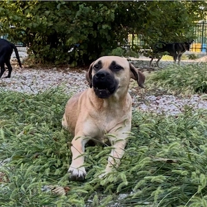 Murphy, gutmütiger, freundlicher, liebevoller und wunderhübscher Traumhund Bild 6