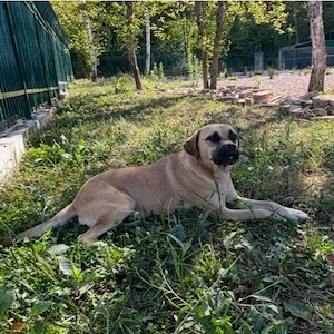 Murphy, gutmütiger, freundlicher, liebevoller und wunderhübscher Traumhund Bild 10
