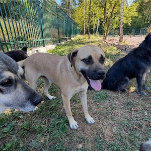 Murphy, gutmütiger, freundlicher, liebevoller und wunderhübscher Traumhund Bild 4