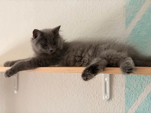BLH Kitten noch 1 Mädchen! Bild 6