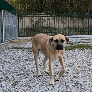 Murphy, gutmütiger, freundlicher, liebevoller und wunderhübscher Traumhund Bild 3