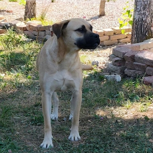 Murphy, gutmütiger, freundlicher, liebevoller und wunderhübscher Traumhund Bild 9