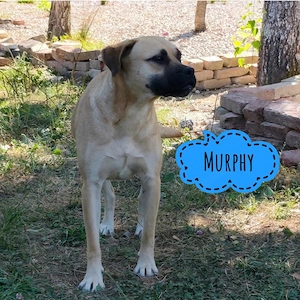 Murphy, gutmütiger, freundlicher, liebevoller und wunderhübscher Traumhund