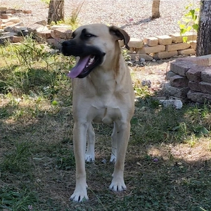 Murphy, gutmütiger, freundlicher, liebevoller und wunderhübscher Traumhund Bild 8