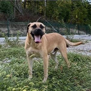 Murphy, gutmütiger, freundlicher, liebevoller und wunderhübscher Traumhund Bild 5