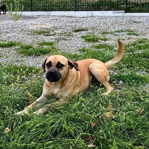 Murphy, gutmütiger, freundlicher, liebevoller und wunderhübscher Traumhund Bild 2
