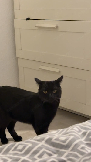 liebevolles zuhause für zwei Katzengeschwister gesucht