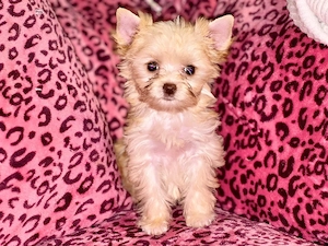 Yorkshire Terrier  golddust white gold dürfen ausziehen