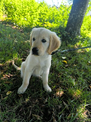 Golden-Retriever-Welpe (Weibchen) sucht liebevolles Zuhause      