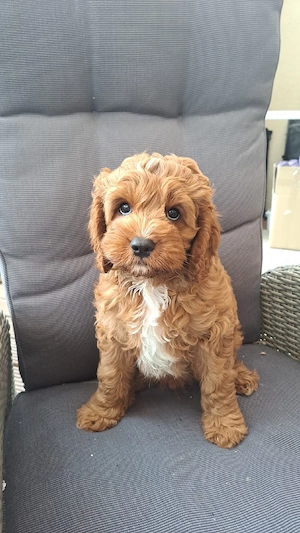  Cavapoo, doodle, maltipoo,  cockerpoo, pudel , Cavalier King Charles 