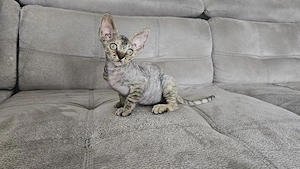 Süße Devon Rex Kitten (2  Bild 2