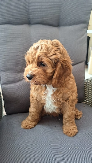  Cavapoo, doodle, maltipoo,  cockerpoo, pudel , Cavalier King Charles 