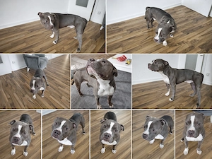  American Bully Classic Rüde sucht liebevolles Zuhause 