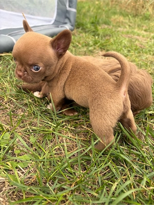 chihuahua welpen suchen zuhause 1 noch frei  Bild 4