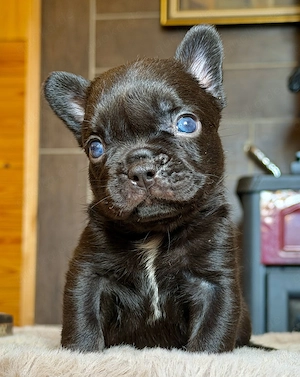 Premium Französische Bulldoggen Welpen aus promovierter Zucht 
