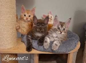 Wir werden groß... reinrassige Kuscheltiger ( Maine Coon mit Stammbaum)...