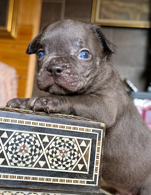 Premium Französische Bulldoggen Blue eyse aus promovierter Zucht 