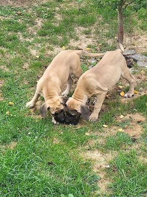 Boerboel Welpen  Bild 3