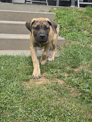 Boerboel Welpen  Bild 2