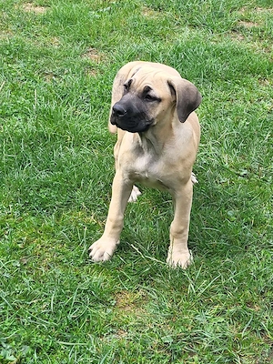 Boerboel Welpen 