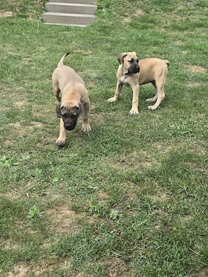 Boerboel Welpen  Bild 4