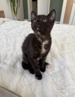 Kitten sucht noch ein Zuhause